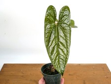 Anthurium Pinkleyi x Luxurians Hybrid Happy Bunny' - LAR in 4 Inch Pot Anthurium picture