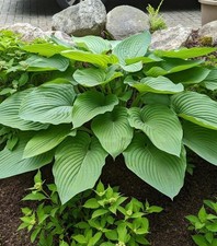 Hosta Shadowland 'Empress Wu' Live Plant - Violet Flowers, #1 Gallon Container, picture