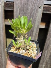 Pachypodium Densiflorum Live Plant 4 In Pot picture