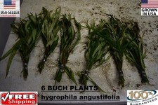 6 bunches Hygrophila Angustifolia plants Easy Aquarium aquascaping planted tank  picture