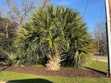 Sabal brazoriensis (Greene Cnty) Palm Seedling – Extremely Cold Hardy– Zone 7–8 picture