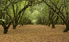 2 American Hazelnut Trees - 6-12