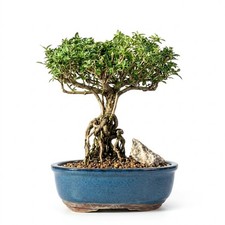 Serissa Foetida Bonsai Flowering Mount Fuji Live Plant With Raised Roots 10