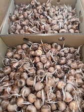 Saffron Corms for Planting – 10 X-Large 10+ Corms – picture