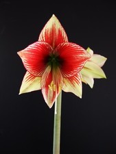Original Hippeastrum cv. 'Winter Butterfly'  1bulb picture