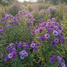 New England ASTER Seeds Perennial Heirloom Pollinator Native Non-GMO 500 Seeds picture