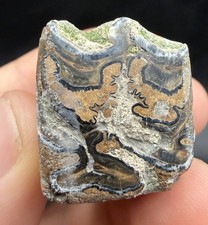 AMAZING FOSSIL HORSE TOOTH - POLISHED picture