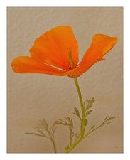 Wild California Poppy No 1, 12