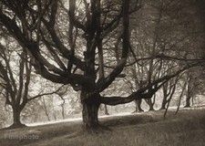1946/56 Josef Sudek Czech Forest Landscape Hukvaldy Vintage Photo Gravure Art picture