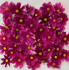 Cosmos RUBENZA Unique Ruby Color Pollinators Dwarf Butterflies Non-GMO 100 Seeds picture