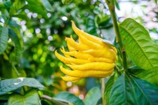 Citrus Citron Buddha Hand - 3 cuttings , no roots picture