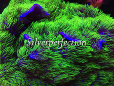 Neon Green Star Polyps Live Soft Coral GSP Frag ***LOWEST PRICE W/SHIPPING*** picture