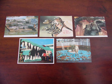 Lot Of Five Vintage Gatorland Zoo Color Postcards picture
