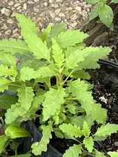 -*500 Epazote Seeds  Mastruz Chenopodium Ambrosioides Mexican Herb Non-GMO 🌿 picture