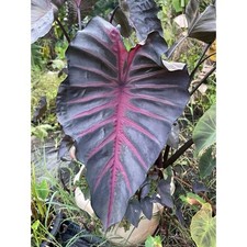 AUTHENTIC Colocasia Grail of Blood 1 bulb picture