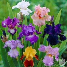 Bearded Iris Colorful Crop Mix Plant Bulbs - Spring & Fall Flowers, Easy to Grow picture