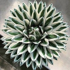 Agave Victori Beautiful Cactus Raresucculent cactus 7-10cm 1PCS picture