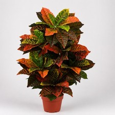 39” Artificial Croton Autumn Plant Lifelike Touch Fall Home Office Decor. picture