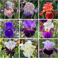 200+ Mixed Iris Flower Seeds - Rare & Beautiful Heirloom Varieties, Perennial picture