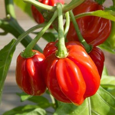 Red Scotch Bonnet Pepper Seeds | Heirloom / Non-GMO |  | 1007 picture
