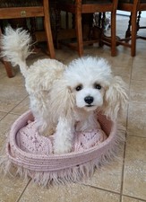OAAK Realistic Life Size Poodle Puppy Dog Artist Soft Sculpture Decor picture