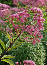 Joe Pye Weed SPOTTED Perennial Fall Planting Pollinators Butterflies 300 Seeds picture