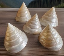 Mother If Pearl Polished  Trochus Set Of 5, 2”-2.5” Tall Seashell From Hawaii picture