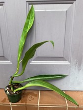 Philodendron crassinervium Aroid potted houseplant . Not Anthurium, Monstera. picture