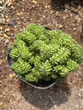 Euphorbia Horrida Monstrose Kikko Cristata Succulent cactus plants Garden Décor picture