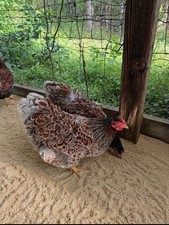 6+ Blue Laced Wyandotte Hatching Eggs NPIP AI Free picture