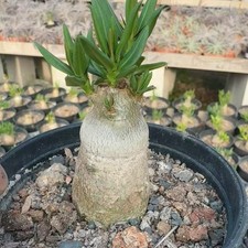 2CM Succulent Cactus Plant Pachypodium Bispinosum Apocynaceae Home Garden Plant picture