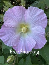 25 Hibiscus mutabilis Seeds Hardy Confederate Rose Blooms Mallow picture