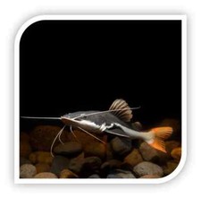 Redtail Catfish 1.5-2.0” – Live South American Predator Freshwater Aquarium Fish picture