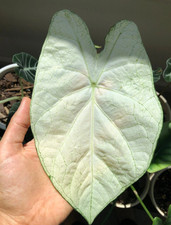 Caladium 'Florida Moonlight' – Size #2 Bulbs (2 Bulbs, 1 to 1.5 inches) picture