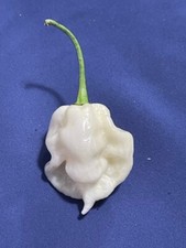 100+ Random SUPERHOT Pepper Seeds Individually Labeled Over 40 Different Kinds picture