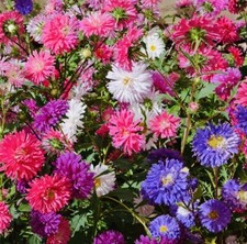 ASTER CREGO GIANT MIX FLOWER SEEDS FRESH HARVEST NON GMO  picture