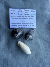 RARE fossilized shells from central Florida ( 3 ) Pliocene era. Details in des. picture