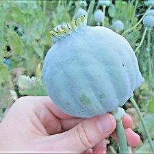 1000 Giant Rattle Poppy Seeds - P. Somniferum - Massive Seed Heads&Huge Blooms picture