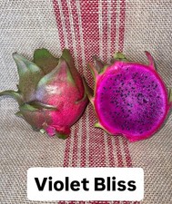 Mature cuttings of “VIOLET BLISS” NEW hybrid 14-18 inch long picture