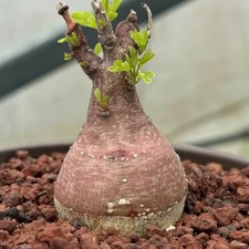 4-5CM Succulent Cactus Plant Adenia Spinosa Passifloraceae Home Garden Beautiful picture