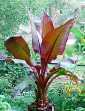 Ensete Maurelii – Red Abyssinian Banana – Cold Hardy Tropical Banana Plant picture