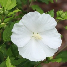 Beautiful White Hibiscus,  Rose of Sharon Plant 4-6” Tall Live Plants picture