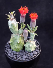 5pcs Succulent plant Senecio mweroensisssp.saginatus flowering plants high5-7cm picture