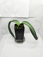 Welwitschia mirabilis - 1 year old seedling picture