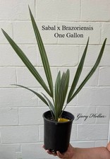 Sabal x Brazoriensis Very Cold Hardy. One Gallon  picture