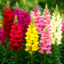 6000+ SNAPDRAGON HUMINGBIRD RAINBOW AUTUMN MIX FLOWER SEEDS | 🌻  picture