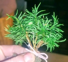 Hand Selected Live Organic Tree Moss Buy 10 pcs Get 10 Free 20 Pieces Total ⭐🌟 picture