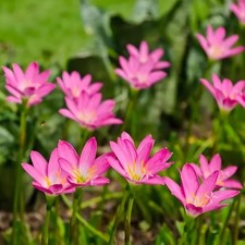 Rain Lily Pink Flower Bulbs Pack of 5 Indoor Outdoor Landscape Plants picture