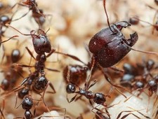 Pheidole Rhea Queen Ant Colony 80-100+ workers w/tons of brood picture