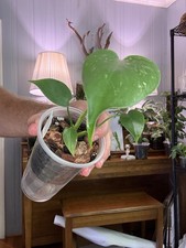 Monstera Devil Monster 4” Rooted Starter Plant Grower’s Choice picture